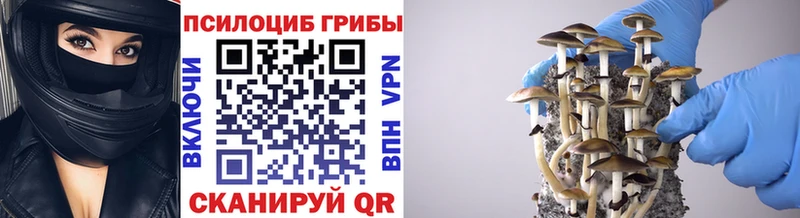купить закладку  Абинск  Галлюциногенные грибы Psilocybe 